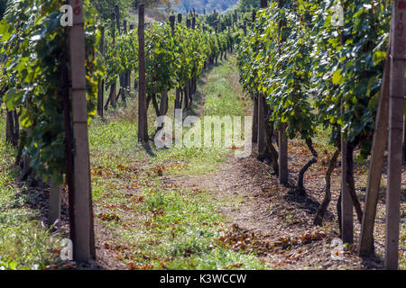 Sobes vigna è l'unico e il più antico vigneto nella Repubblica Ceca, si trova nel Parco nazionale Podyjí, Thayatal, nei pressi di Znojmo, Repubblica Ceca Foto Stock