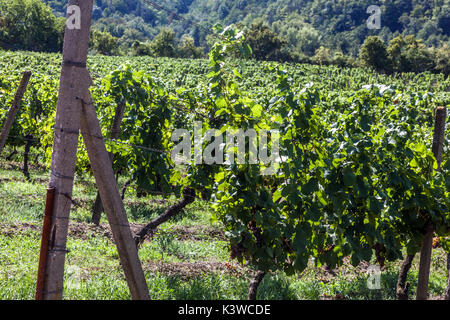 Sobes vigna è l'unico e il più antico vigneto nella Repubblica Ceca, si trova nel Parco nazionale Podyjí, Thayatal, nei pressi di Znojmo, Repubblica Ceca Foto Stock