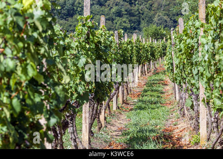 Sobes vigna è l'unico e il più antico vigneto nella Repubblica Ceca, si trova nel Parco nazionale Podyjí, Thayatal, nei pressi di Znojmo, Repubblica Ceca Foto Stock