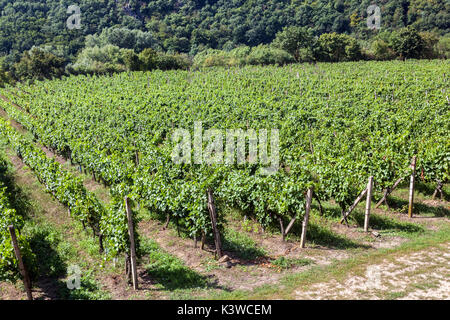 Vigneti ceca, Sobes vigna è l'unico e il più antico vigneto nella Repubblica Ceca, si trova nel Parco nazionale Podyjí, Znojmo, Repubblica Ceca Foto Stock