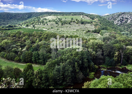 Sobes vigna è l'unico e il più antico vigneto nella Repubblica Ceca, si trova nel Parco nazionale Podyjí, Thayatal, nei pressi di Znojmo, Repubblica Ceca Foto Stock