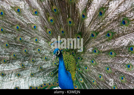 Peacock con la diffusione della coda. Foto Stock