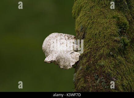 Staffa conk fungo su un muschio coperto tronco di albero, Lancashire, Regno Unito Foto Stock