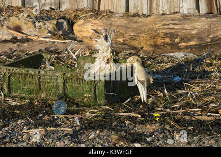 Dead Gannett, Morus bassanus, lavato fino sulla spiaggia nella cassa plastica, Lancashire, Regno Unito Foto Stock