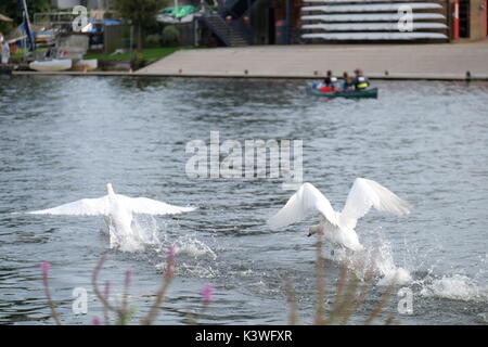 Cigno combattendo sul Tamigi Foto Stock