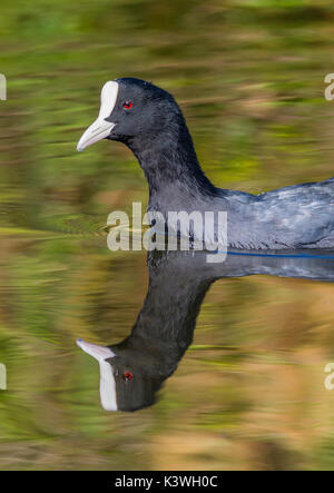 Eurasian folaga (fulica atra) nuotare in acqua con un perfetto riflesso, in visualizzazione verticale. Foto Stock