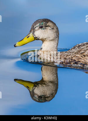 Femmine di anatra germano reale (Anas platyrhynchos) della testa e del collo per ritratto, nuoto in acqua con un riflesso perfetto, nel Regno Unito. Foto Stock