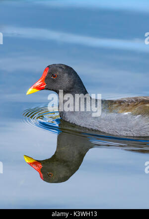 Moorhen nuoto (Gallinula chloropus) in acqua con riflesso perfetto. Ritratto Moorhen Moorhen copia spazio. Foto Stock