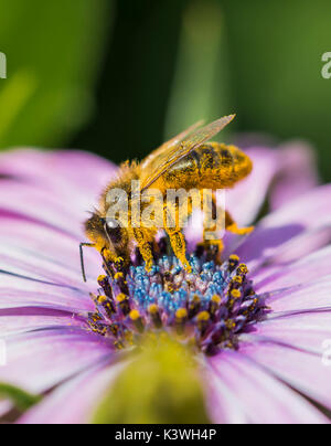 Apis mellifera (European Honey Bee) su un Osteospermum ecklonis nettare di raccolta / impollinatori nel West Sussex, Regno Unito. Bee impollinatori. Api mellifere. Foto Stock
