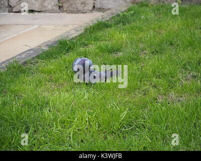 Coppia di piccioni rilassante in York, Inghilterra Foto Stock