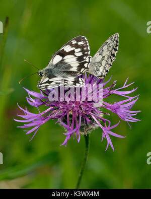 In marmo bianco - farfalle melanargia galathea alimentazione su una maggiore fiordaliso - centaurea scabiosa Foto Stock