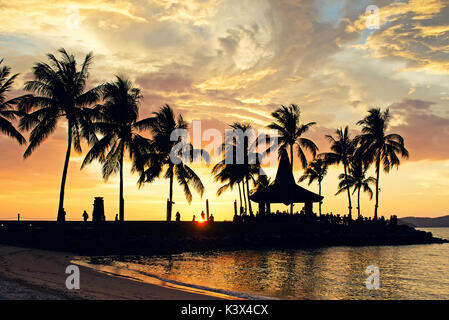 Sagome di Palm tree durante il tramonto in Kota Kinabalu beach, Sabah Borneo Malese. Foto Stock