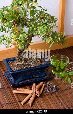 Erbe e albero di bonsai contro un tradizionale giapponese shoji finestra Foto Stock