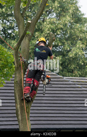 Tree chirurgo lavora in indumenti protettivi, utilizzando arrampicarsi sulle funi di sicurezza & con chainsaw, è alto in rami di albero giardino - Yorkshire, Inghilterra, Regno Unito. Foto Stock