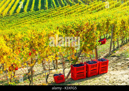 Vista panoramica dei vigneti,piemonte,l'Italia. Foto Stock