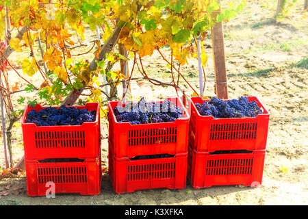 Autumn harvest vigneti di uve e,Piemonte,l'Italia. Foto Stock