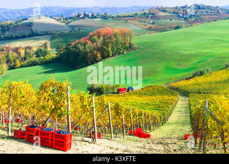 Autunno paesaggio panoramico - golden vigneti del Piemonte - regione di vite di Italia Foto Stock