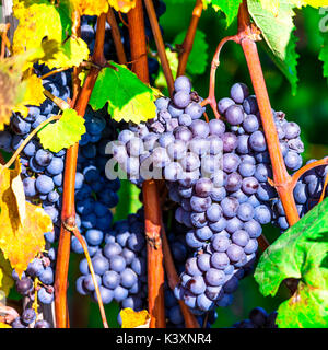 Autumn harvest- ripe rosso uva. Vigneti di Piemonte, Italia Foto Stock