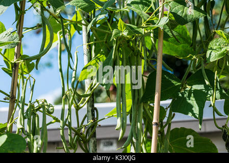 Fagioli comuni (Phaseolus vulgaris) cresce sulle vigne Foto Stock