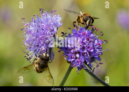 Puntaspilli fiore blu capi del Regno Unito di fiori selvaggi del diavolo scabious bit, Succisa pratensis con Eristalis pertinax hoverflies alimentare Foto Stock