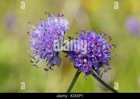 Puntaspilli fiore blu capi del Regno Unito di fiori selvaggi del diavolo scabious bit, Succisa pratensis Foto Stock