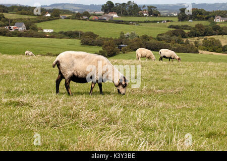 Badger faccia il gallese le pecore di montagna. Badger di fronte. Il Dorset. Razza rustica. Foto Stock