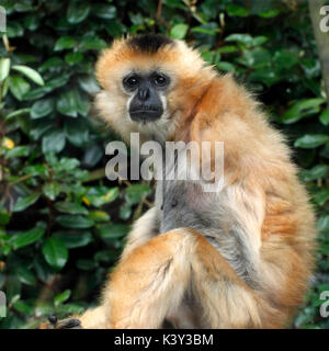 Nero-crested gibbone (Hylobates concolor), femmina. Foto Stock