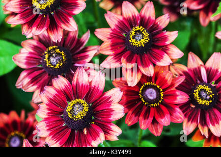 Rudbeckia hirta ' acquavite di ciliegie ' Foto Stock