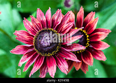 Red Rudbeckia hirta ' Cherry Brandy ' centro Foto Stock