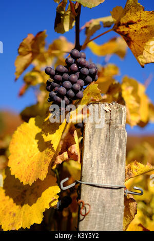 Pinot nero nel tardo autunno la luce del sole su un vigneto nei pressi di Hohentengen am Hochrhein, Baden-Württemberg, Germania Foto Stock