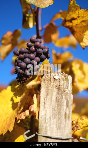 Pinot nero nel tardo autunno la luce del sole su un vigneto nei pressi di Hohentengen am Hochrhein, Baden-Württemberg, Germania Foto Stock