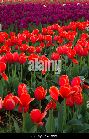 Campo di tulipani, scarpe di legno lampadina Co., Clackamas County, Oregon Foto Stock