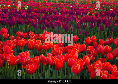 Campo di tulipani, scarpe di legno lampadina Co., Clackamas County, Oregon Foto Stock