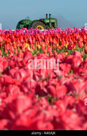 I tulipani con il trattore in legno lampada cassoncino di pulizia Co., Clackamas County, Oregon Foto Stock