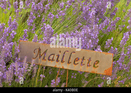 Lavanda Maillette, lavanda di montagna, Washington County, Oregon Foto Stock