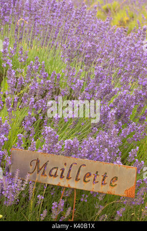 Lavanda Maillette, lavanda di montagna, Washington County, Oregon Foto Stock