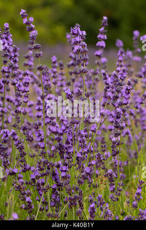 La lavanda e lavanda di montagna, Washington County, Oregon Foto Stock