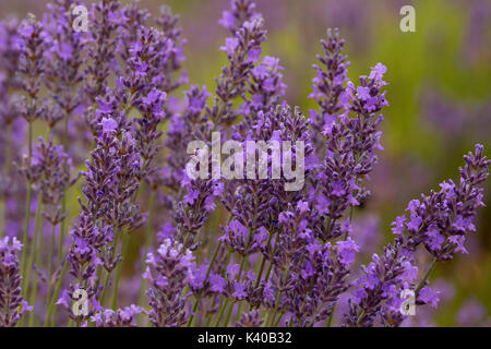 La lavanda e lavanda di montagna, Washington County, Oregon Foto Stock