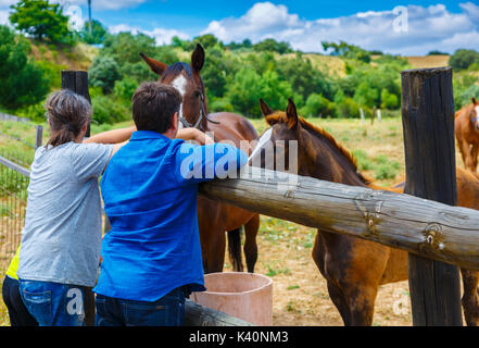 Cavalli su una farm. A Dicastillo. Estella comarca, in Navarra. La Spagna, l'Europa. Foto Stock