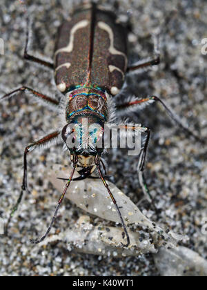 Hairy il collo tiger beetle (Cicindela hirticollis) ad una spiaggia di sabbia in Western WA, Stati Uniti d'America Foto Stock