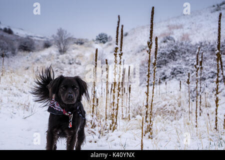 Lungo una passeggiata in matthews/gli inverni park in Morrison, colorado. Foto Stock