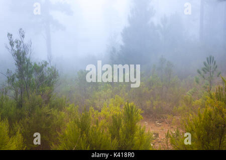 Pinus canariensis. Densa nebbia foresta in Tenerife, Spagna, inverno meteo Foto Stock