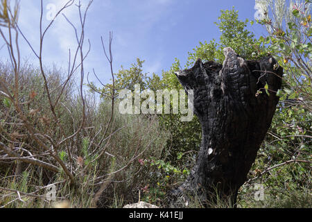 Un sparato bruciato il moncone verde con alberi e piante e un cielo blu Foto Stock