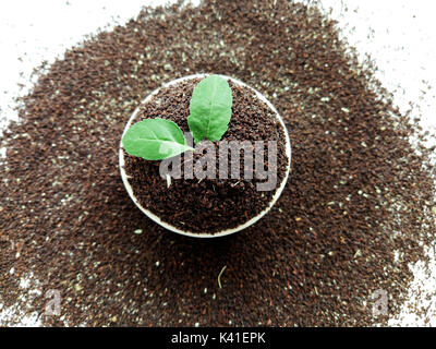 Foglie di tè con foglie di basilico Foto Stock