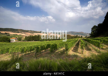 Vigneti che circondano il centro storico di Montepulciano, val d'orcia toscana italia Europa UE Foto Stock