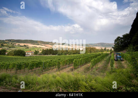 Vigneti che circondano il centro storico di Montepulciano, val d'orcia toscana italia Europa UE Foto Stock