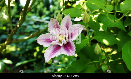 Blume clematide Piilu Foto Stock