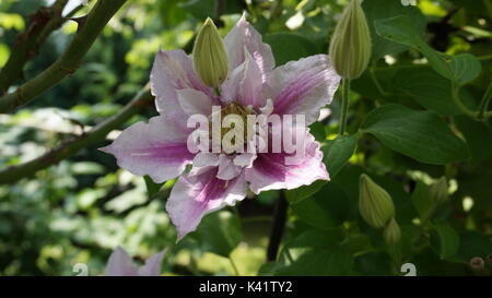 Flower clematide piilu giardino estivo Foto Stock