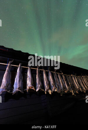 Aurora Boreale in essiccato stoccafisso Jaegervatnet Svensby Alpi Lyngen Tromsø Lapponia Norvegia Europa Foto Stock