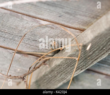 Regno Unito selvatica comune o lucertola vivipara sul muro di recinzione di legno ; Essex; Inghilterra; Regno Unito Foto Stock